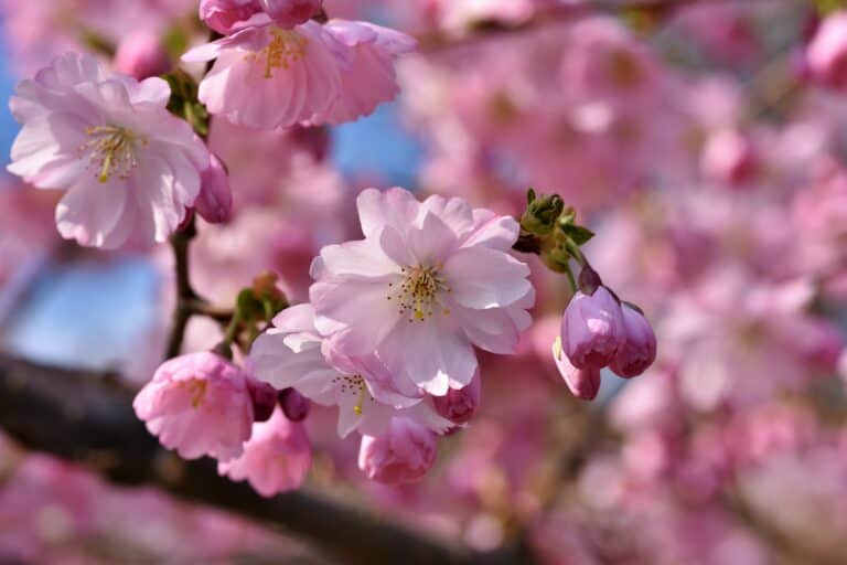 Japan’s Cherry Blossoms: When is Cherry Blossom Season in Japan?